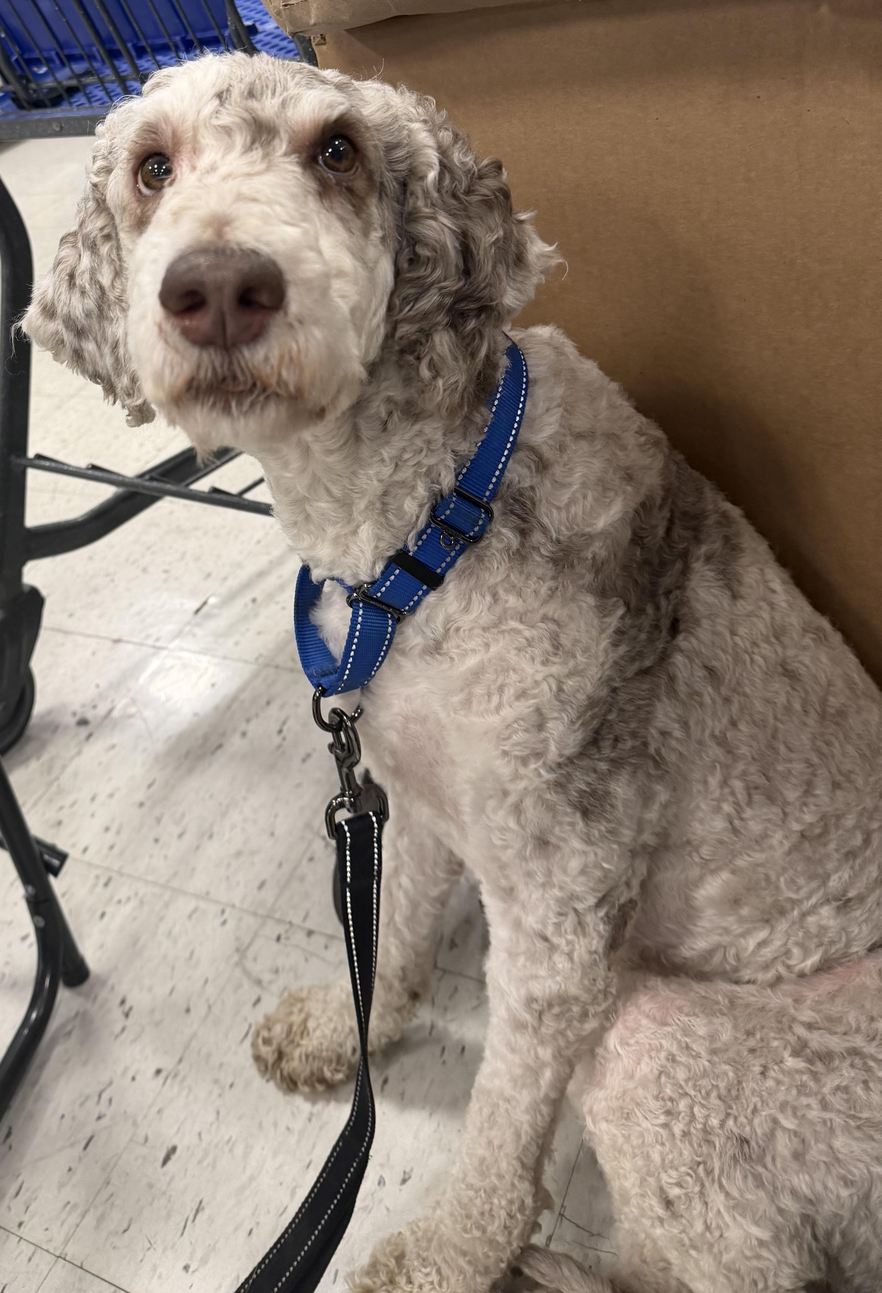Marlon, a ADOPTABLE Standard Poodle in Peoria, IL image 4/4