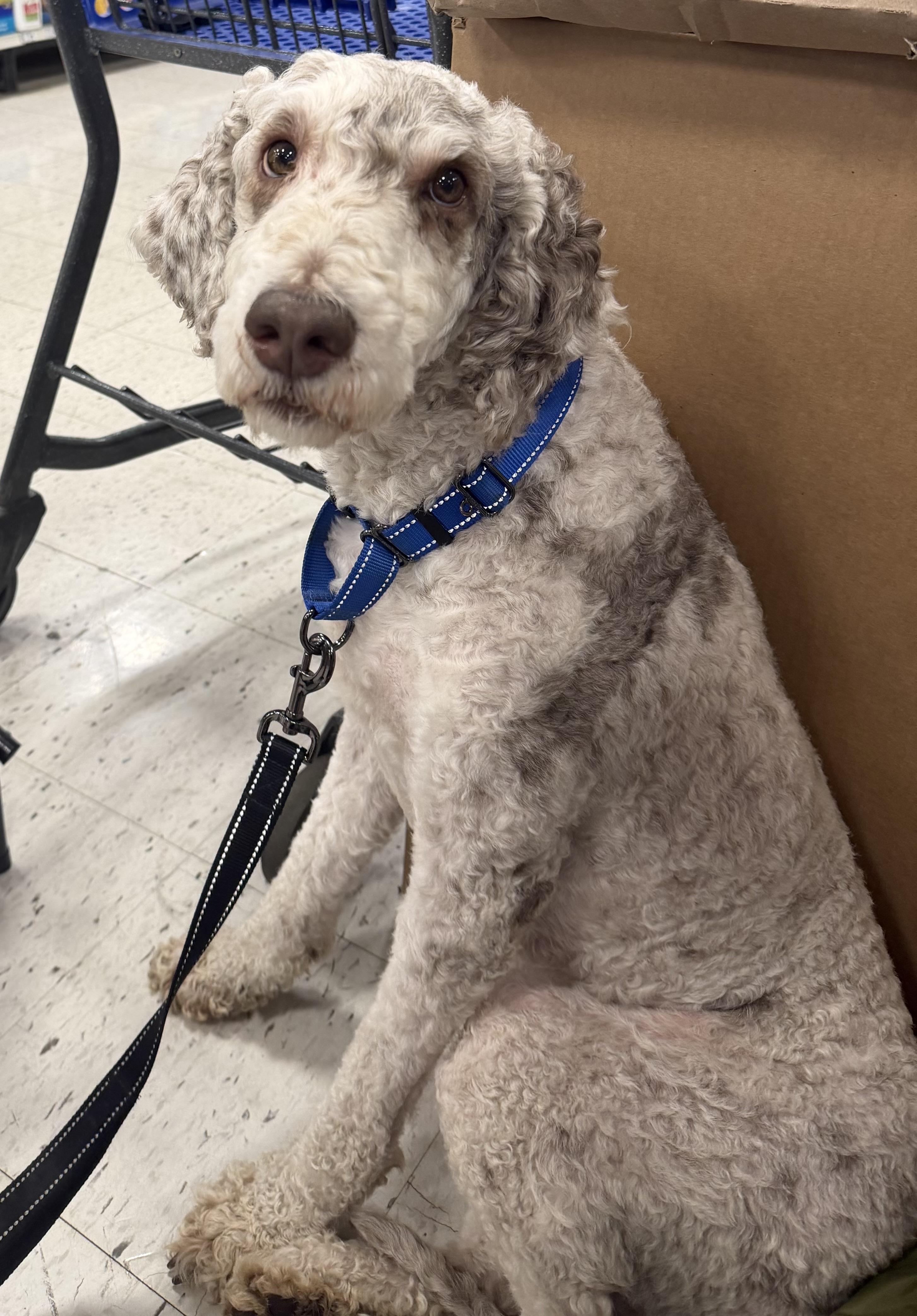 Marlon, a ADOPTABLE Standard Poodle in Peoria, IL image 2/4