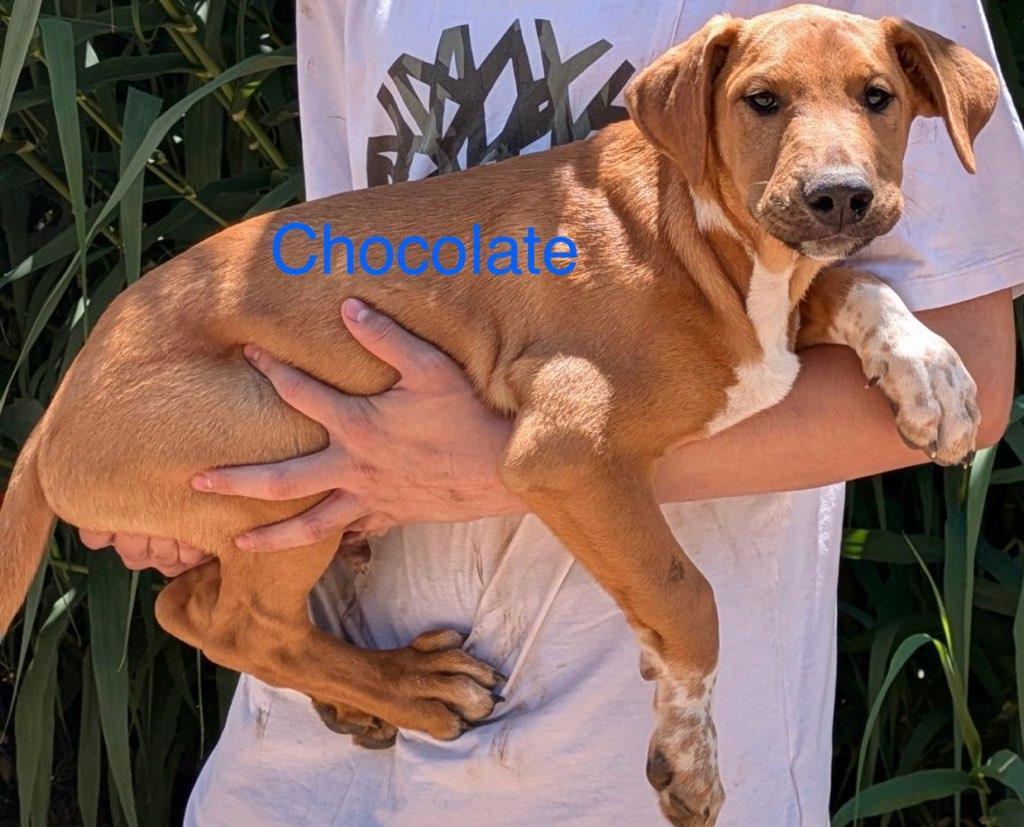 Choco