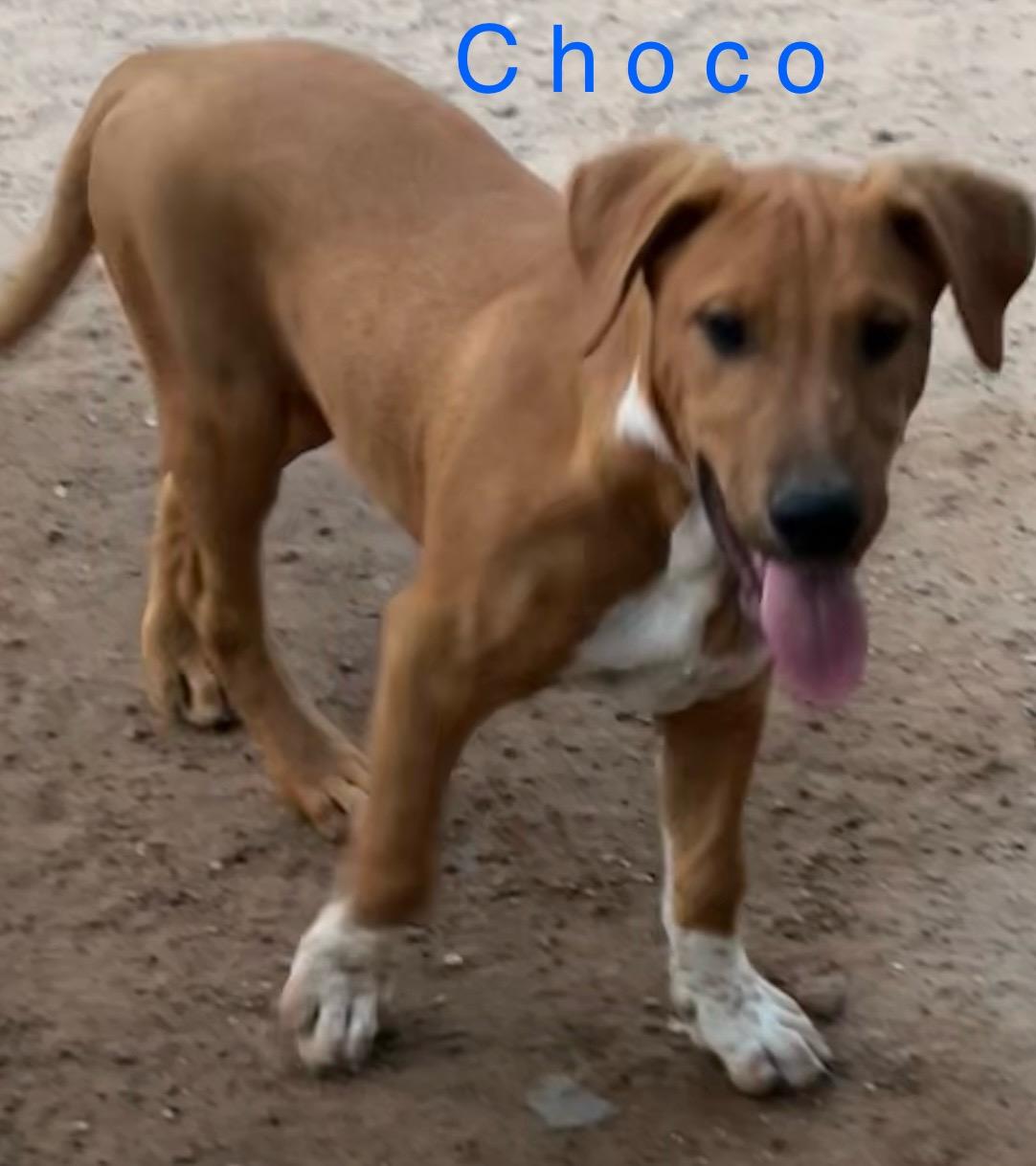 Choco