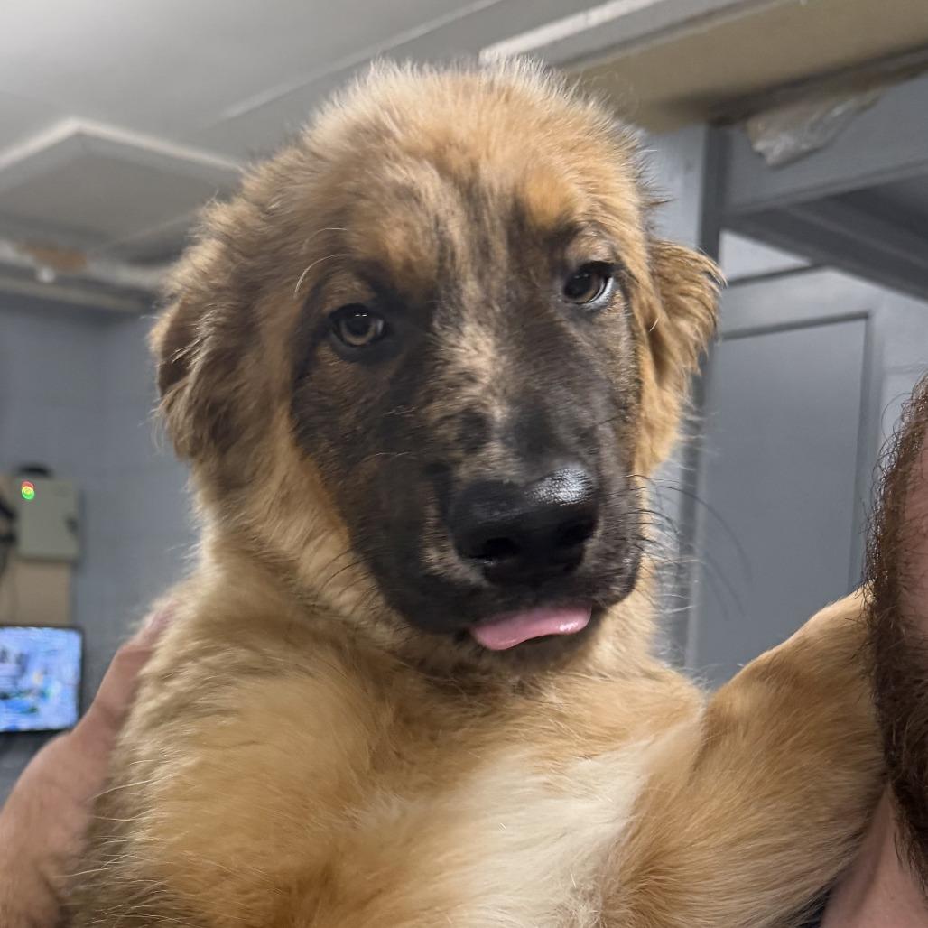Enlarge Wookiee, a Adoptable mixed breed in Marion, VA image 1/1