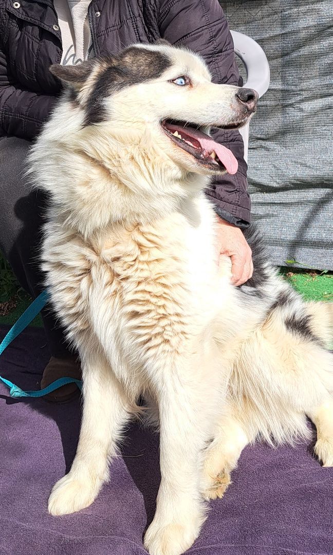 ACE, Adoptable, Adult Male Siberian Husky & Alaskan Malamute.