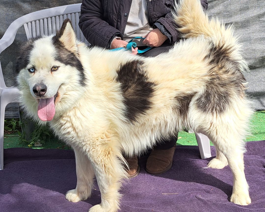 ACE, a Adoptable mixed breed in Valencia, CA image 2/6