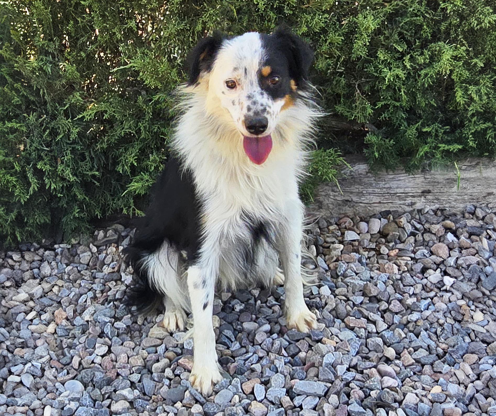 Talented Mr Twingo - Border Aussie - WOW, a Adoptable mixed breed in Albuquerque, NM image 2/3