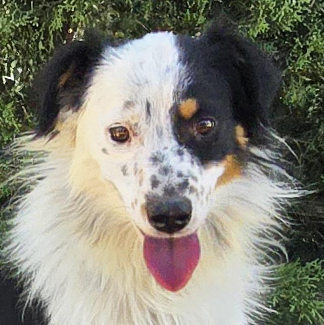 Talented Mr Twingo - Border Aussie - WOW, Adoptable, Young Male Australian Shepherd & Border Collie.