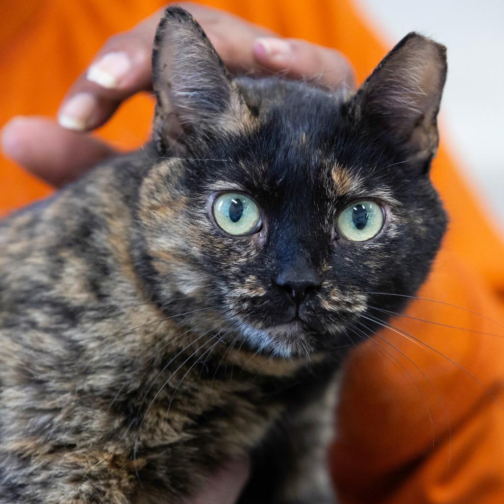 Enlarge Bellatrix, a Adoptable Domestic Short Hair in Cartersville, GA image 1/3