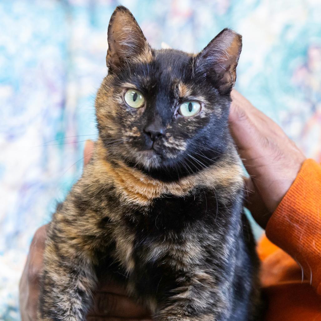 Enlarge Bellatrix, a Adoptable Domestic Short Hair in Cartersville, GA image 2/3