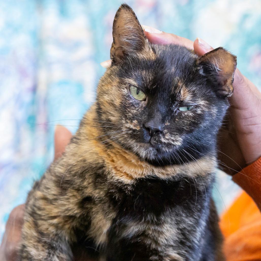 Enlarge Bellatrix, a Adoptable Domestic Short Hair in Cartersville, GA image 3/3