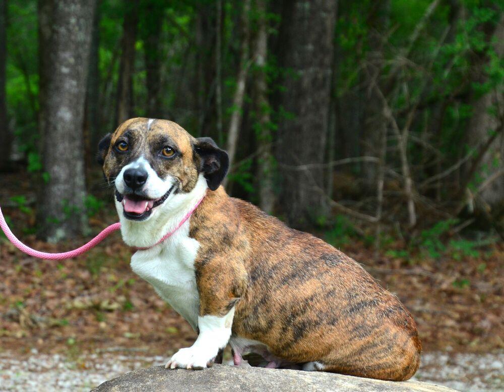 Bridgette, a Adoptable mixed breed in Willingboro, NJ image 1/6