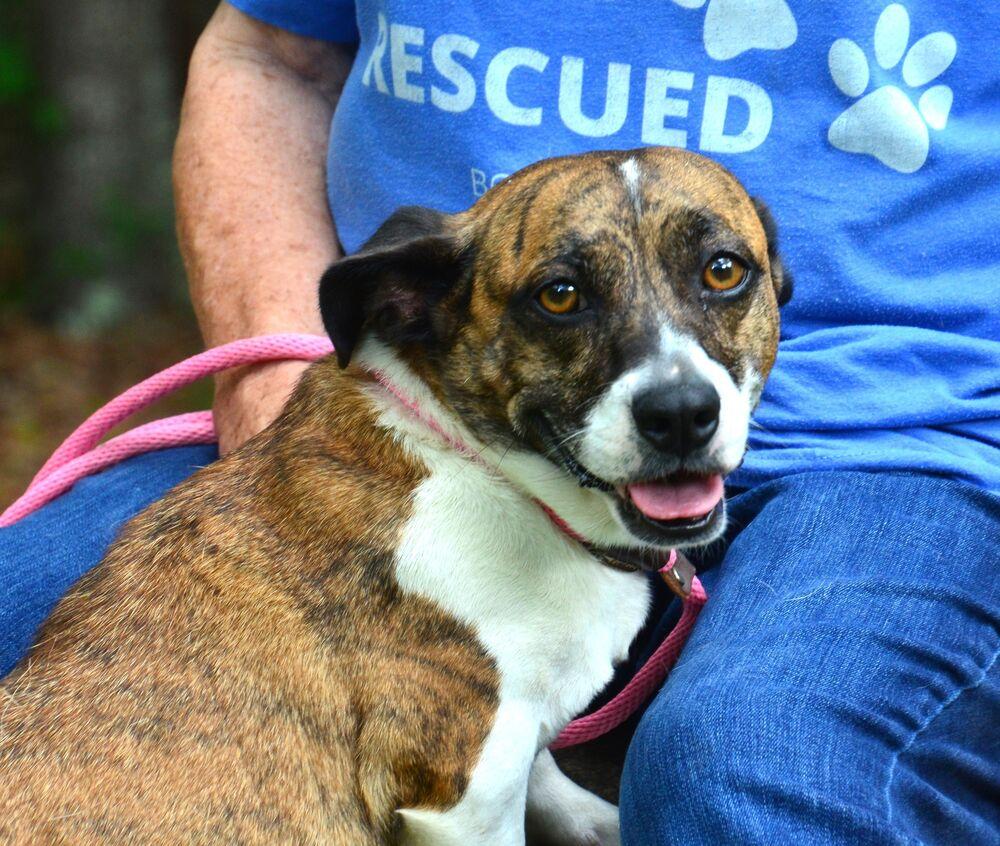 Bridgette, a Adoptable mixed breed in Willingboro, NJ image 2/6