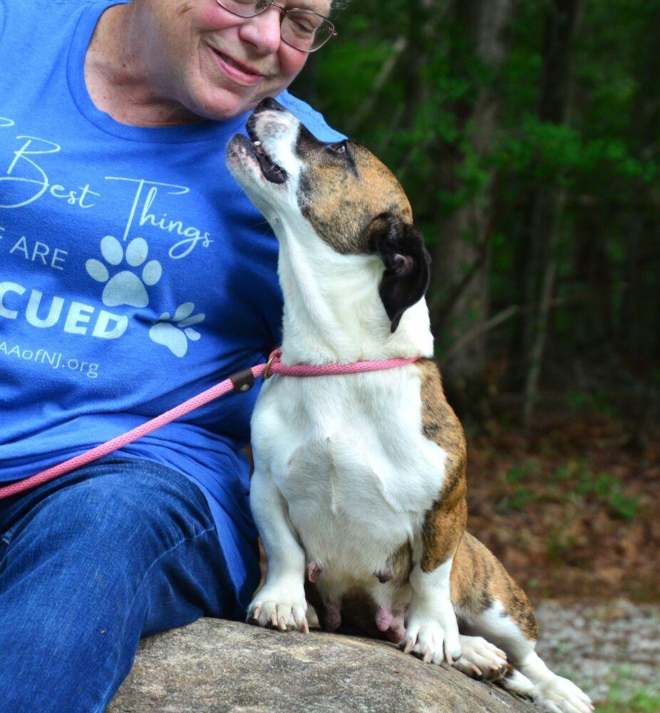 Bridgette, a Adoptable mixed breed in Willingboro, NJ image 3/6