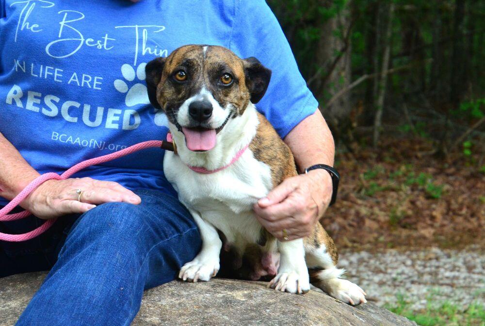 Bridgette, a Adoptable mixed breed in Willingboro, NJ image 4/6
