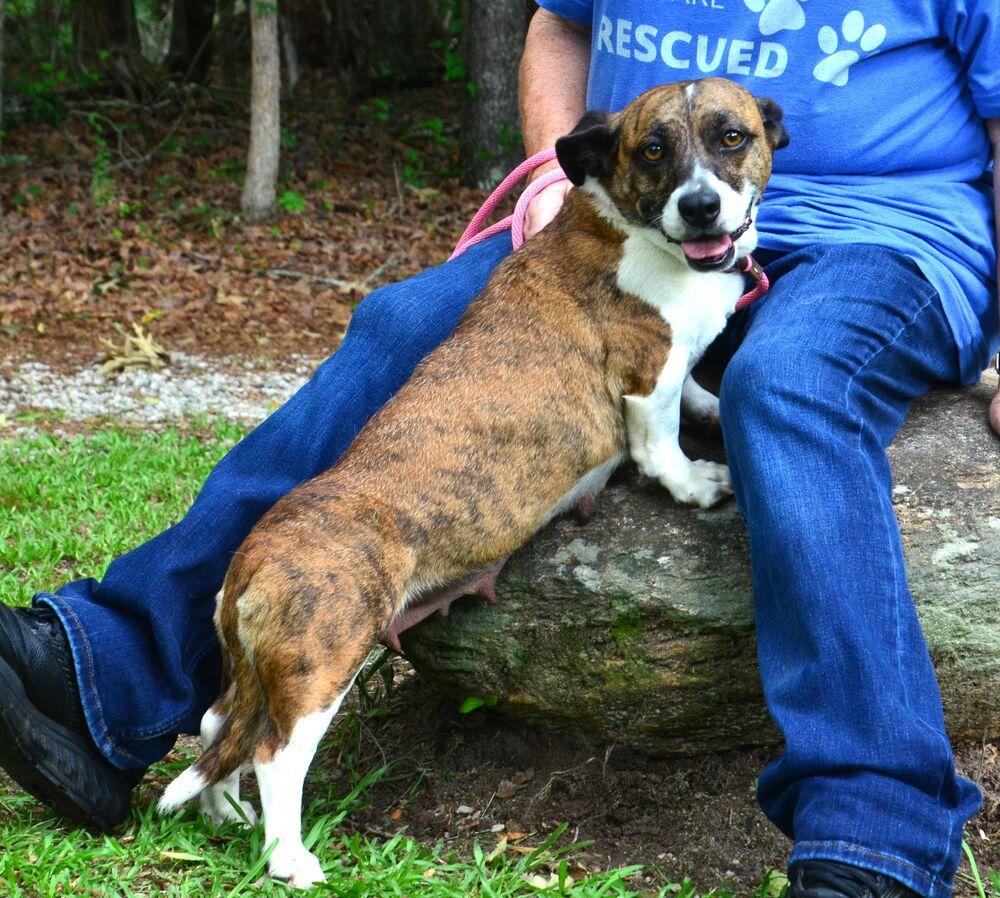 Bridgette, a Adoptable mixed breed in Willingboro, NJ image 5/6
