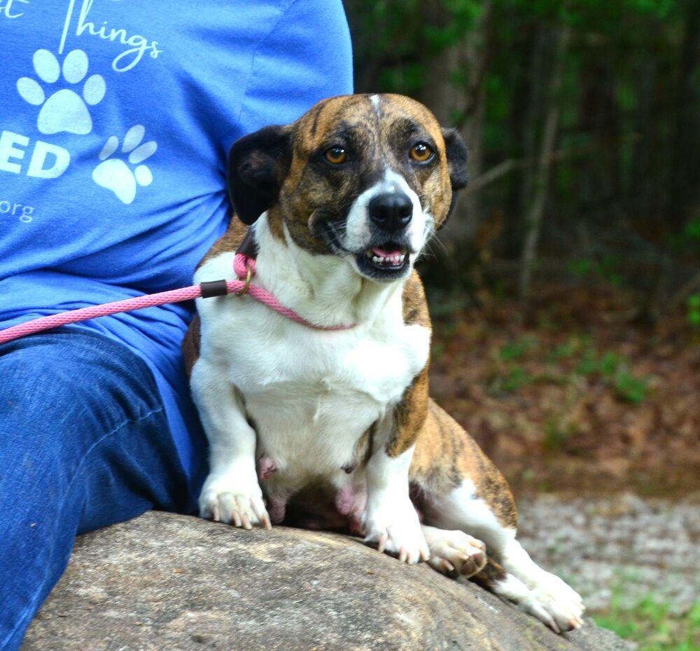 Bridgette, a Adoptable mixed breed in Willingboro, NJ image 6/6