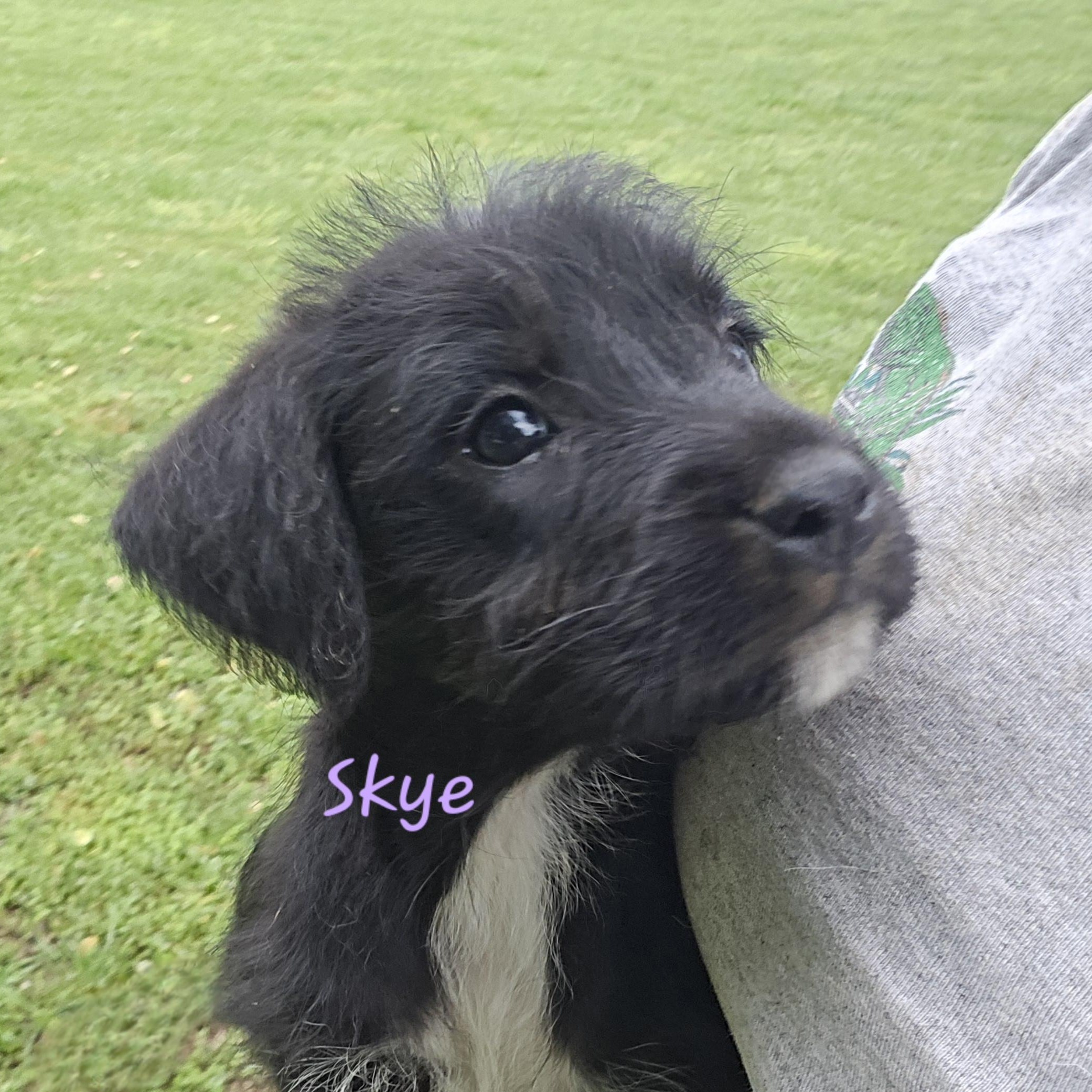Skye, an adoptable Goldendoodle, Miniature Schnauzer in Athens, AL, 35611 | Photo Image 3