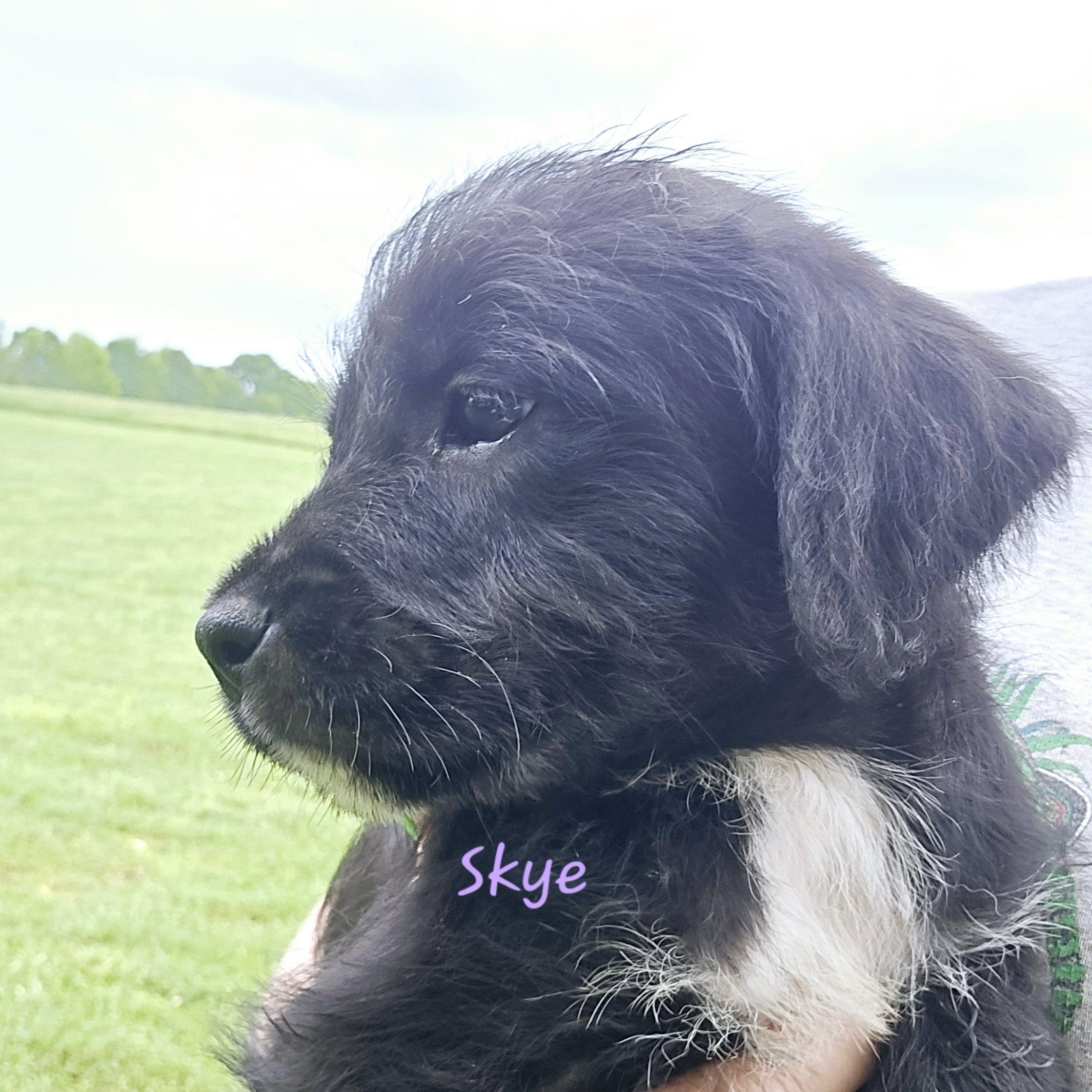 Skye, an adoptable Goldendoodle, Miniature Schnauzer in Athens, AL, 35611 | Photo Image 4