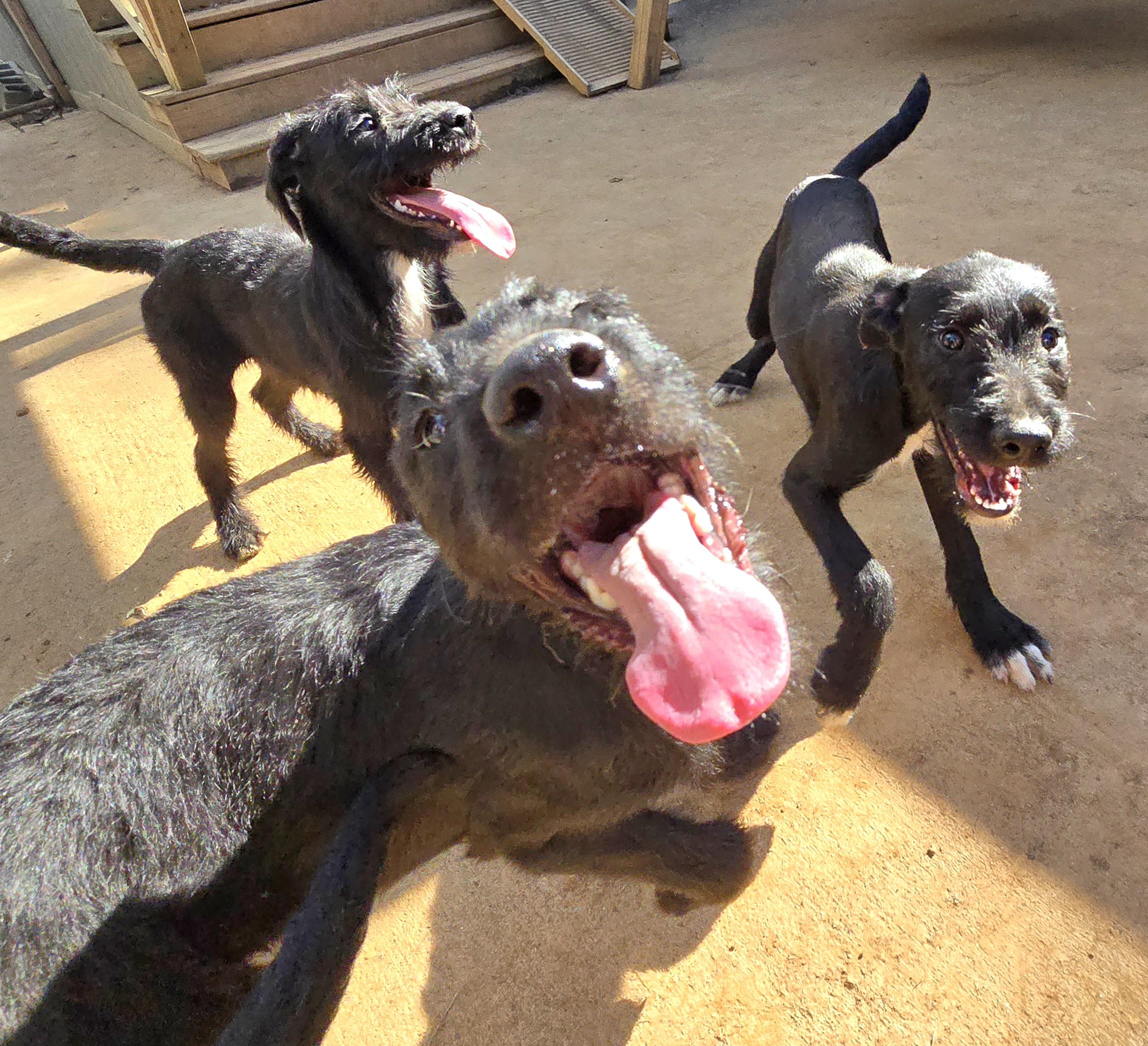 Skye, an adoptable Goldendoodle, Miniature Schnauzer in Athens, AL, 35611 | Photo Image 2