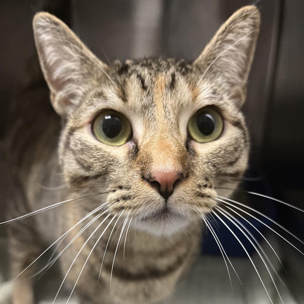 Carrie, Adoptable, Young Female Domestic Short Hair.