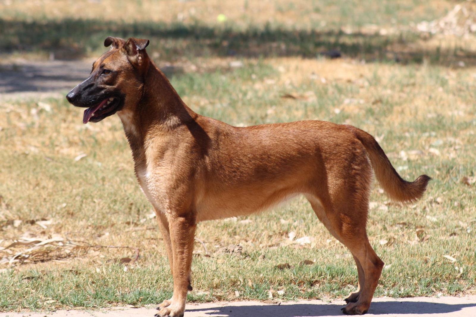 Cheesecake, Adoptable, Adult Female Bull Terrier & Shepherd.