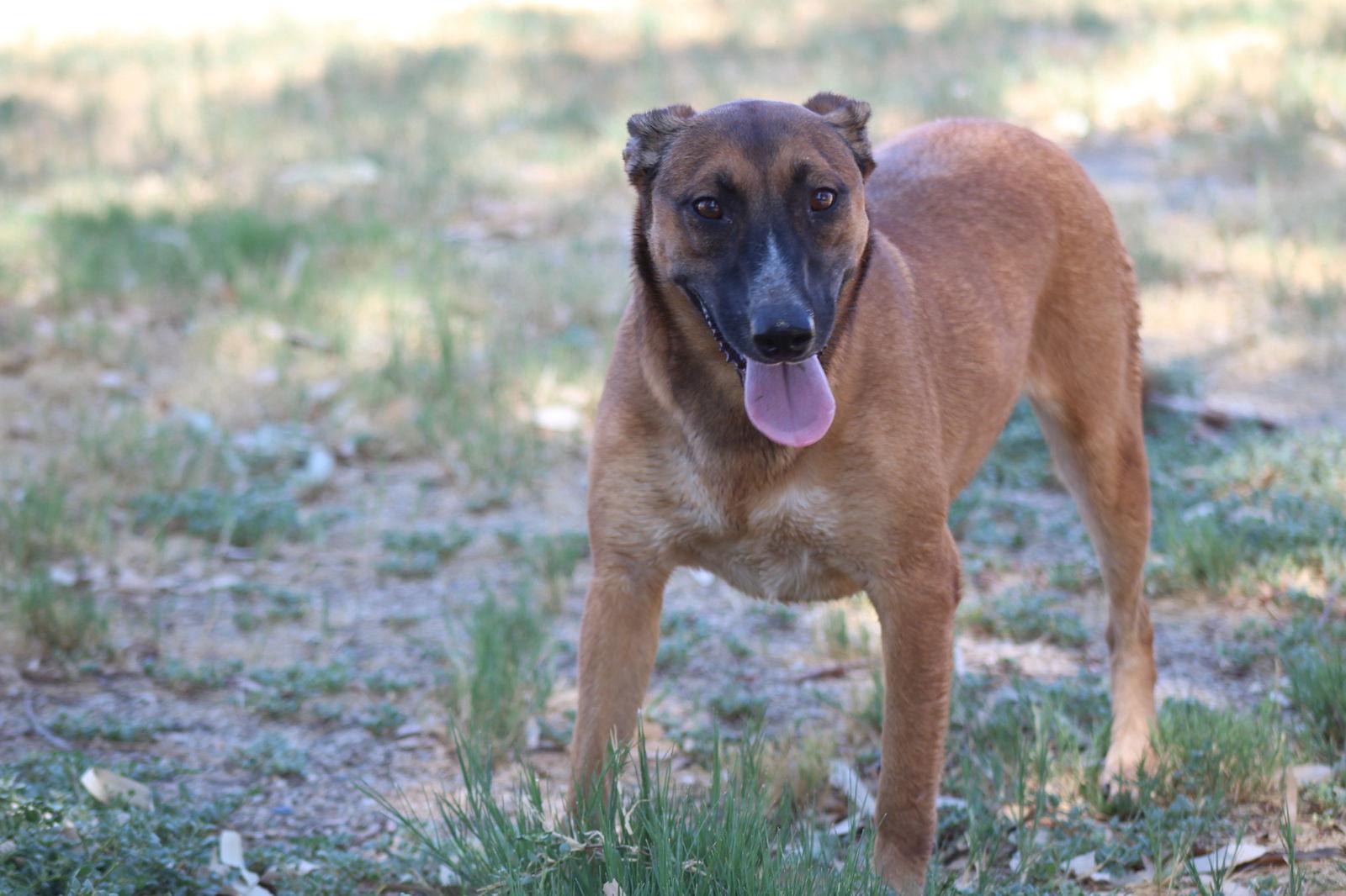 Enlarge Cheesecake, a Adoptable mixed breed in El Centro, CA image 2/3