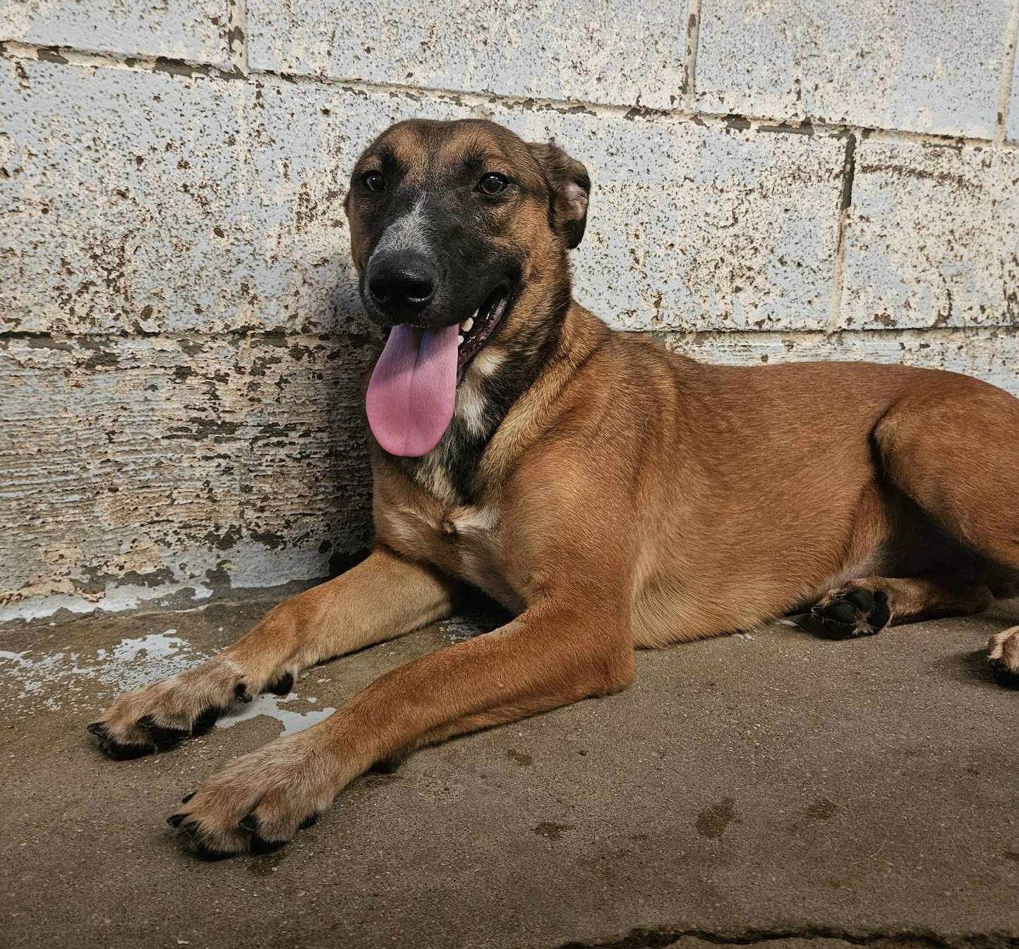 Enlarge Cheesecake, a Adoptable mixed breed in El Centro, CA image 2/3