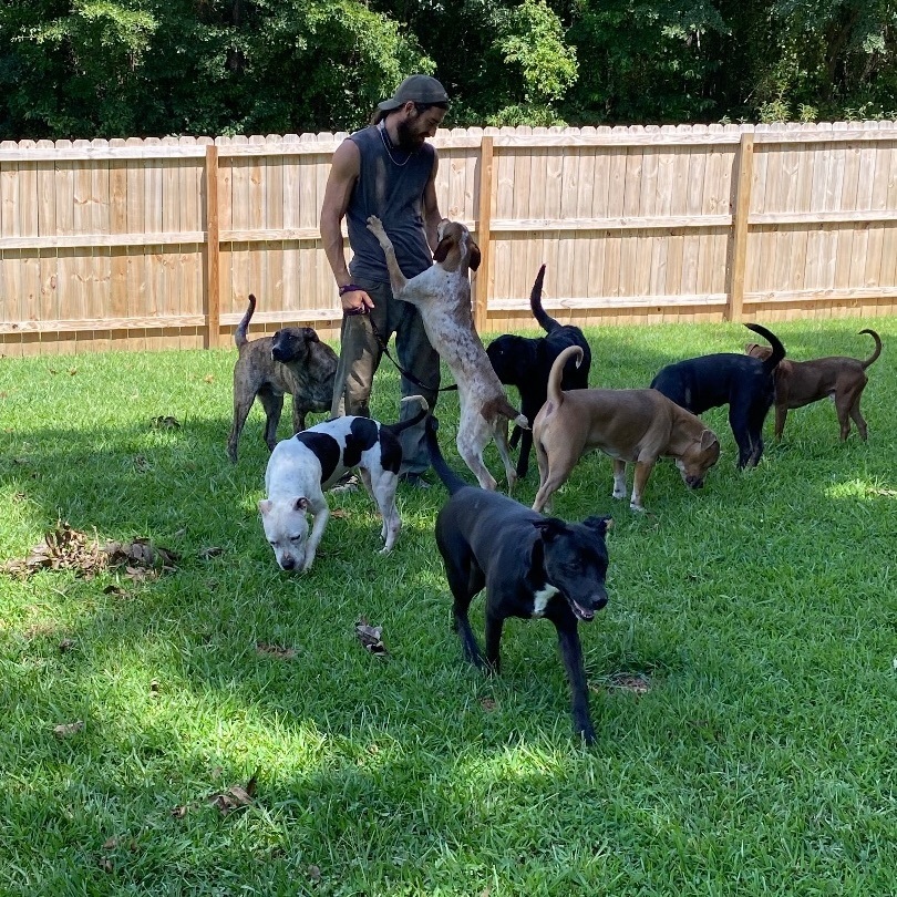 Jackson, a Adopted Labradoodle in Sanford, NC image 1/10