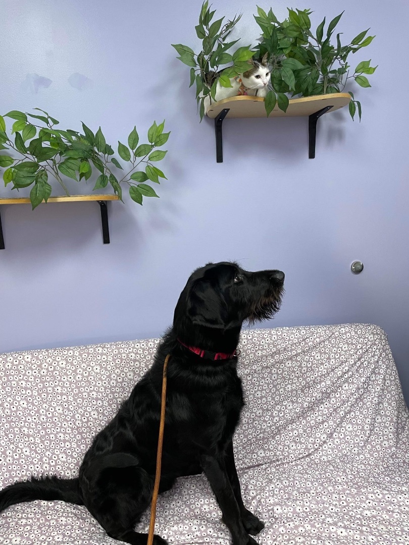 Jackson, a Adopted Labradoodle in Sanford, NC image 2/10