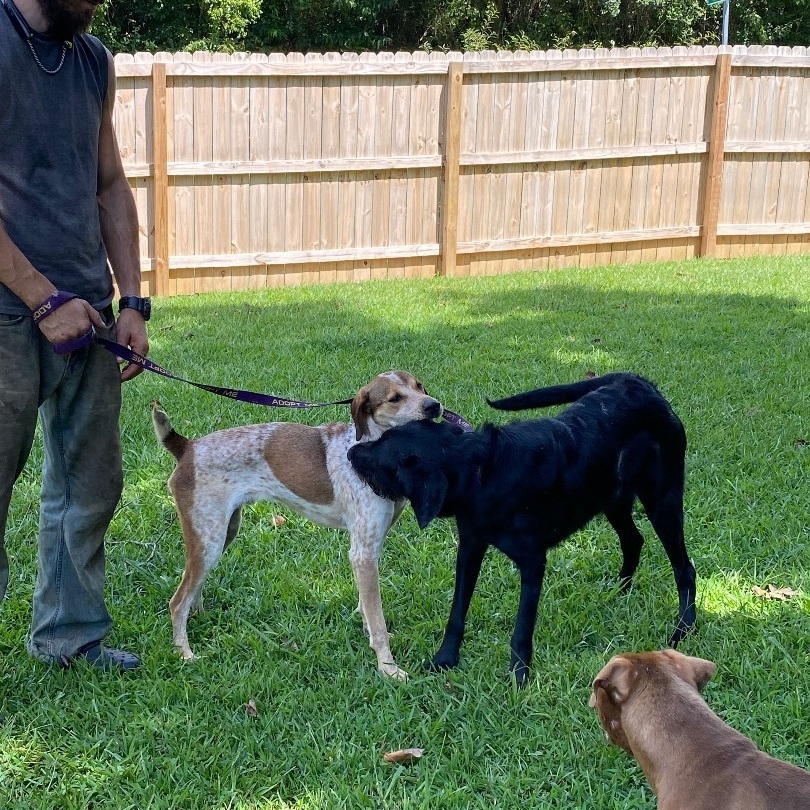 Jackson, a Adopted Labradoodle in Sanford, NC image 3/10