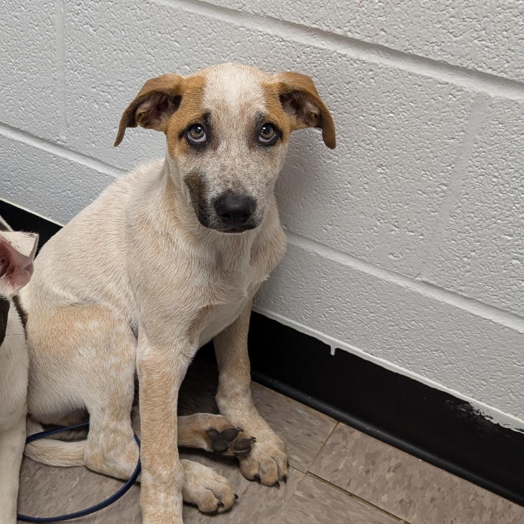 Salsa, Adoptable, Puppy Male Cattle Dog.