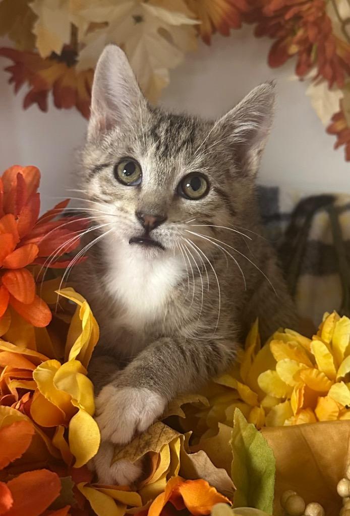9/1/25 - Penelope, Adopted, Kitten Female Domestic Short Hair.