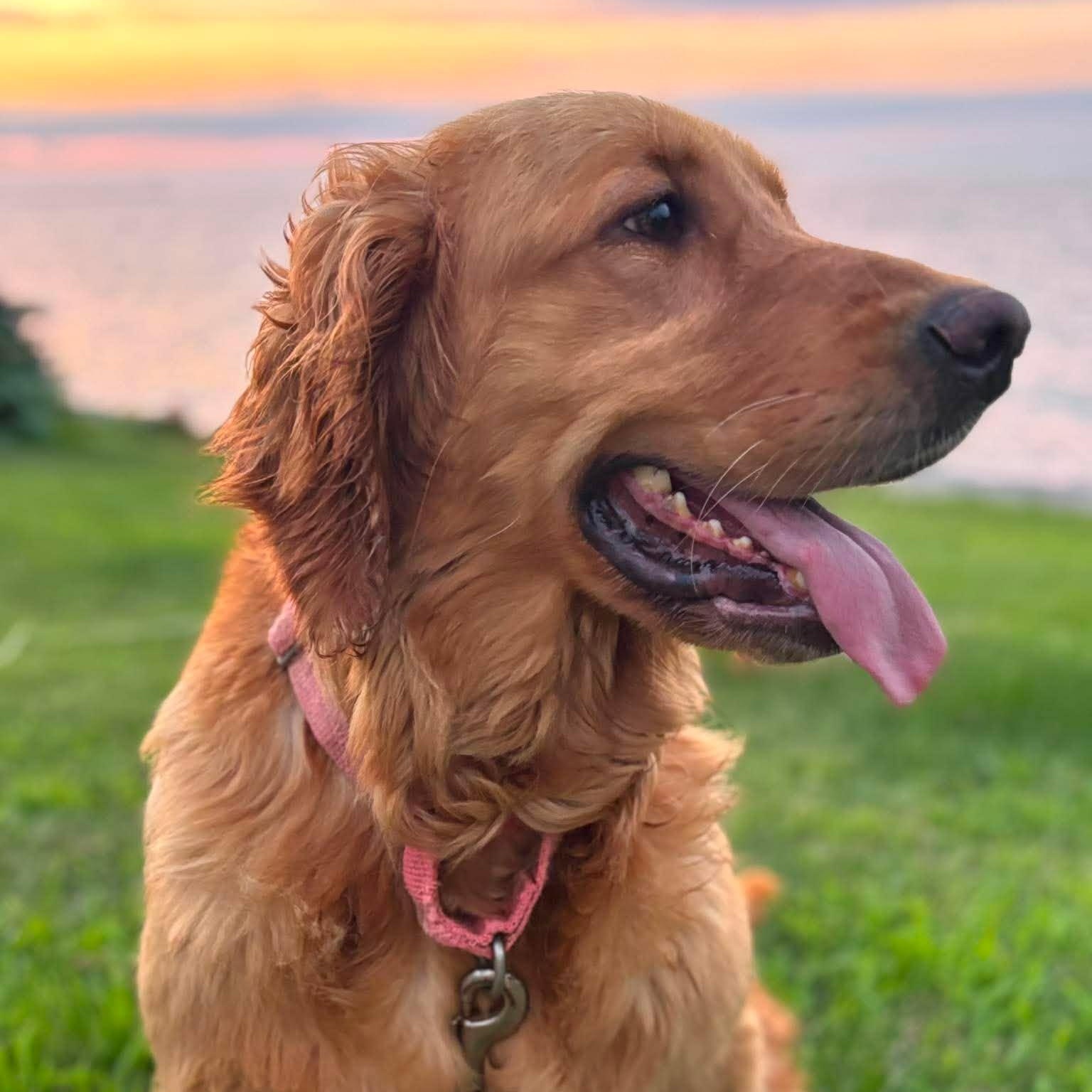 Paris, a ADOPTABLE Golden Retriever in Kent, NY image 2/6
