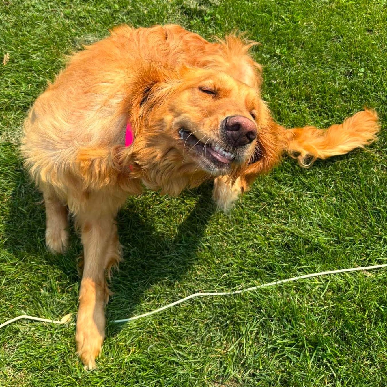Paris, a ADOPTABLE Golden Retriever in Kent, NY image 3/6