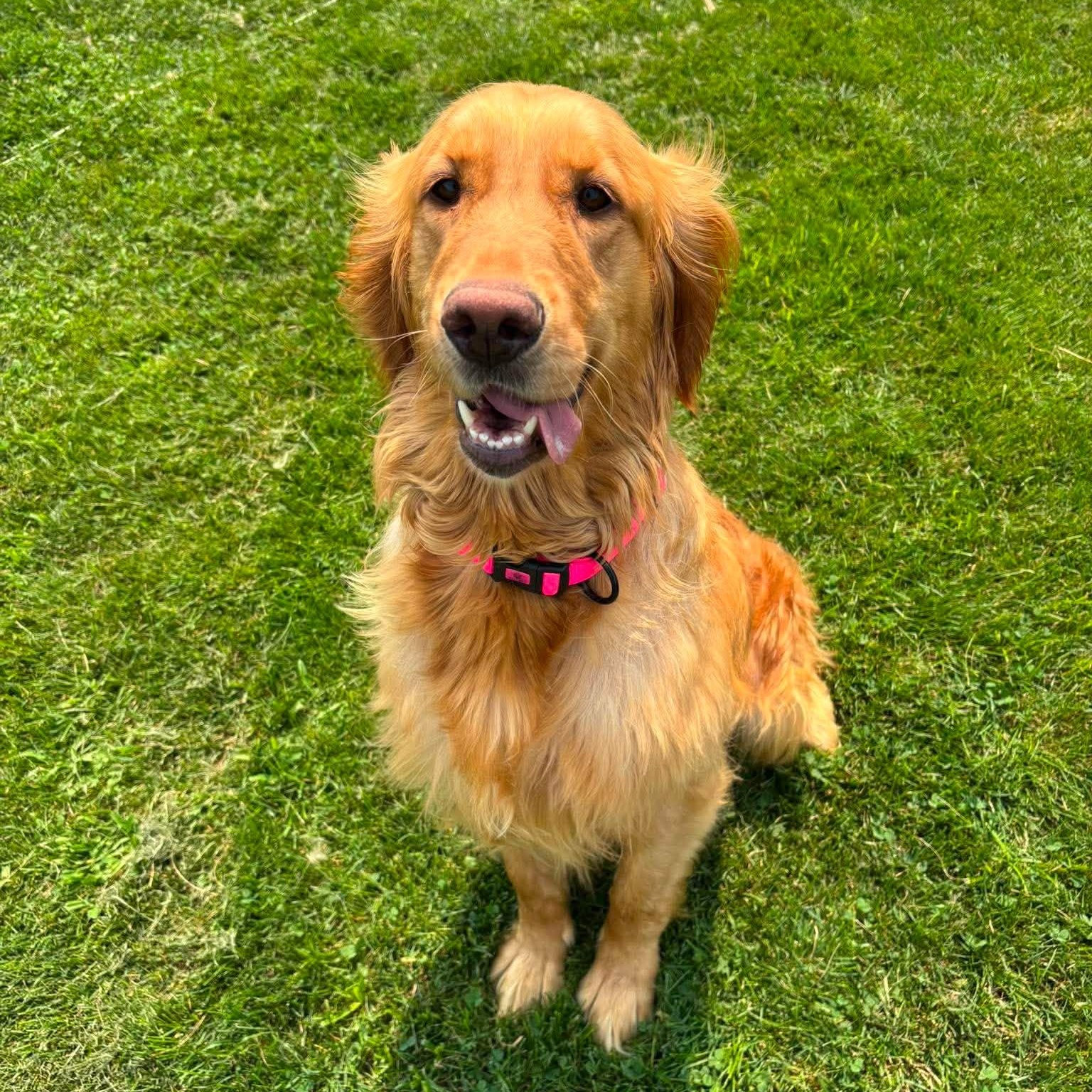 Paris, a ADOPTABLE Golden Retriever in Kent, NY image 4/6