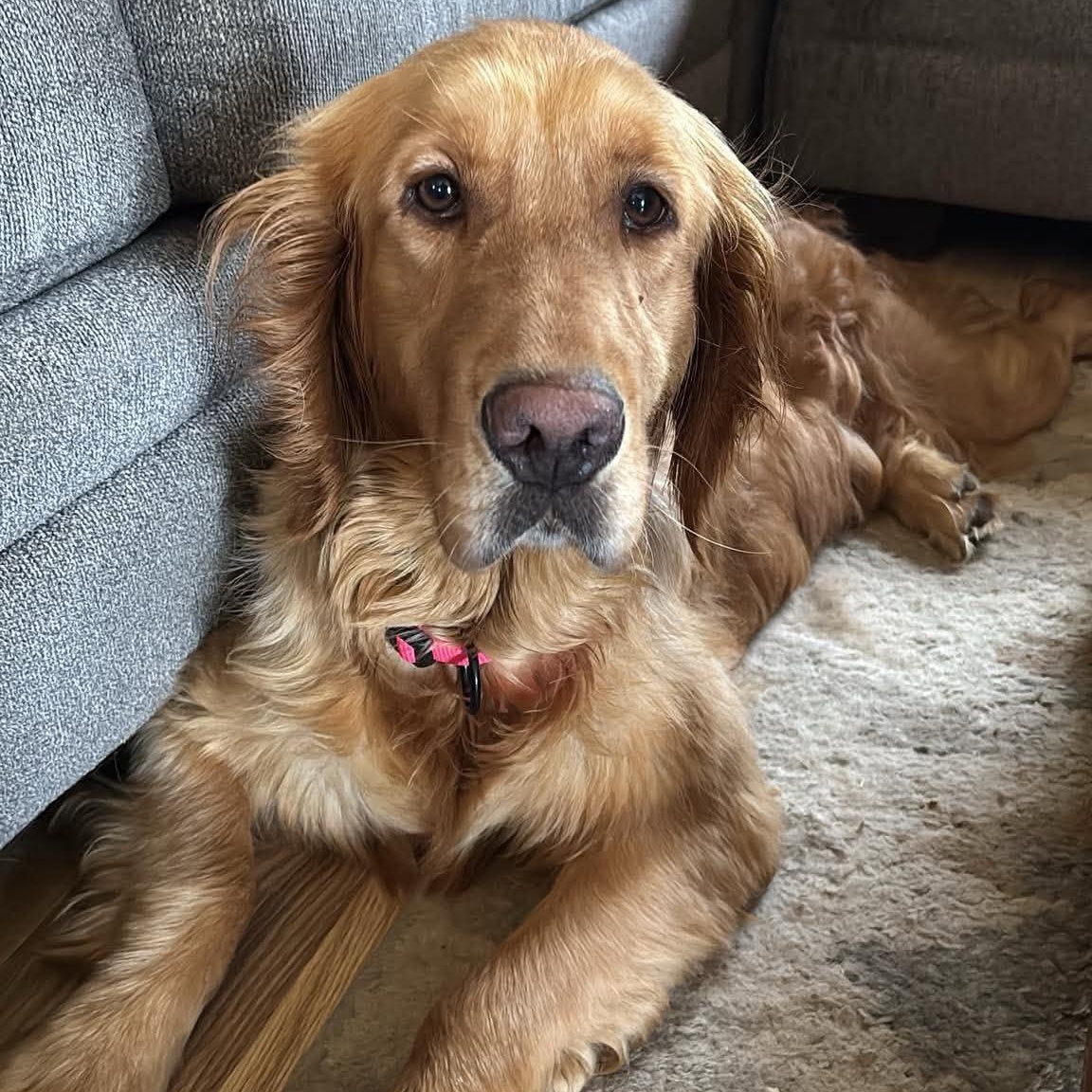 Paris, a ADOPTABLE Golden Retriever in Kent, NY image 5/6