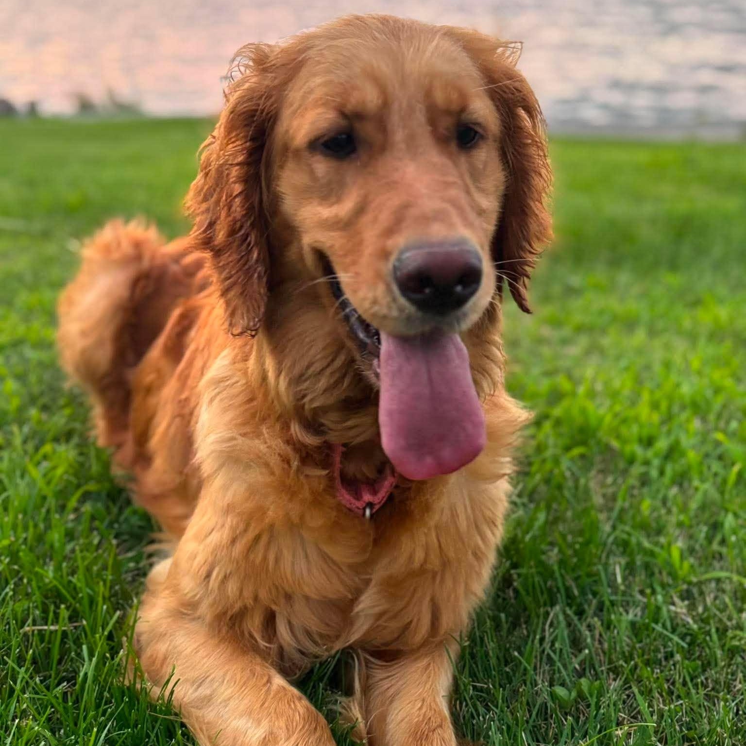 Paris, ADOPTABLE, Adult Female Golden Retriever.