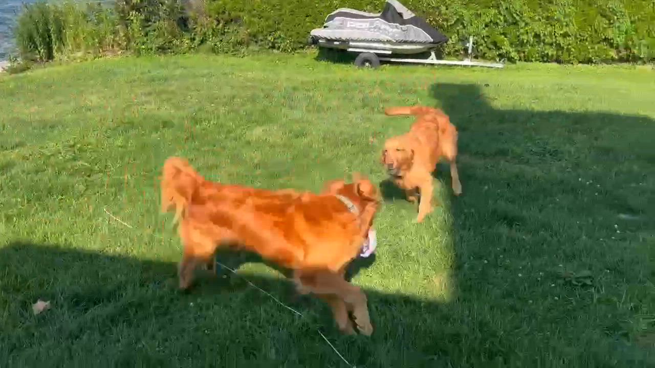 Enlarge Paris, a ADOPTABLE Golden Retriever in Kent, NY video 6/6