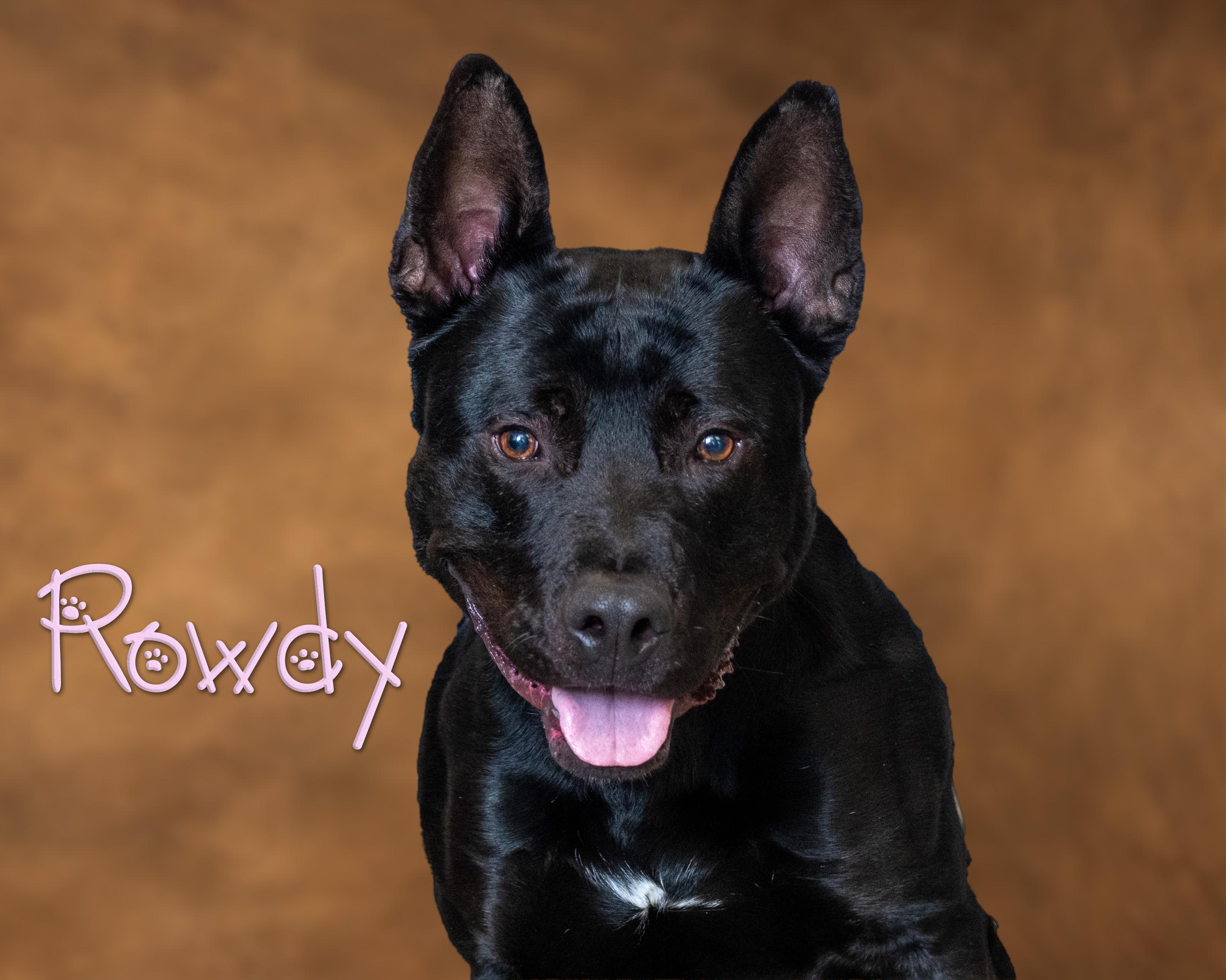 Rowdy, ADOPTABLE, Young Male Pit Bull Terrier & Shepherd.