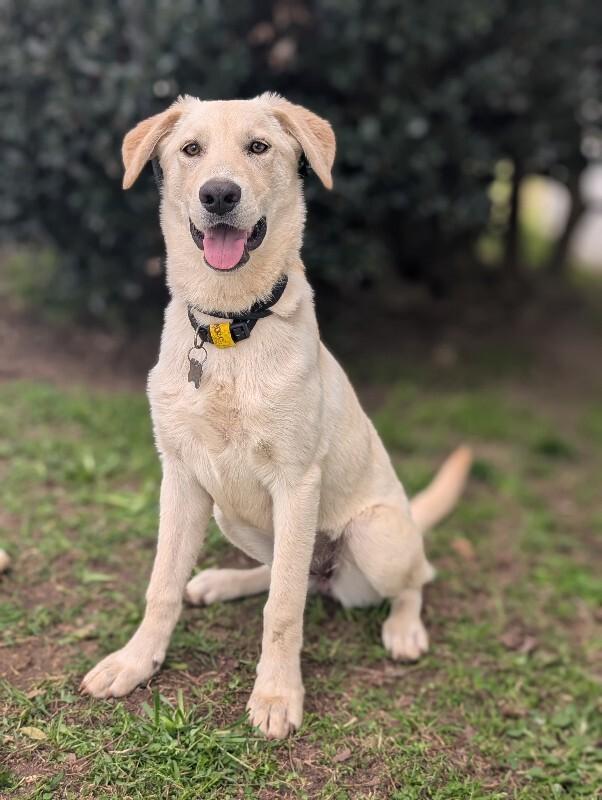 Enlarge Rumchata, a Adoptable mixed breed in Berkeley Heights, NJ image 1/6