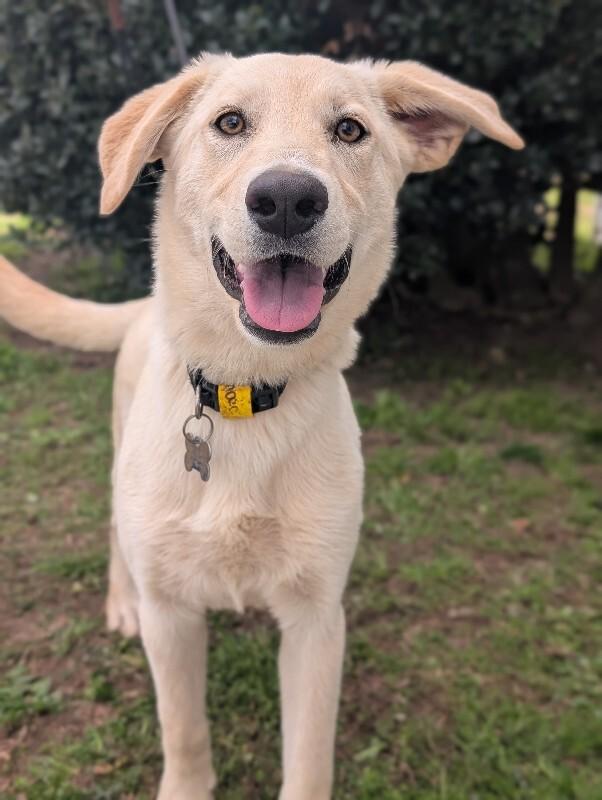 Enlarge Rumchata, a Adoptable mixed breed in Berkeley Heights, NJ image 2/6