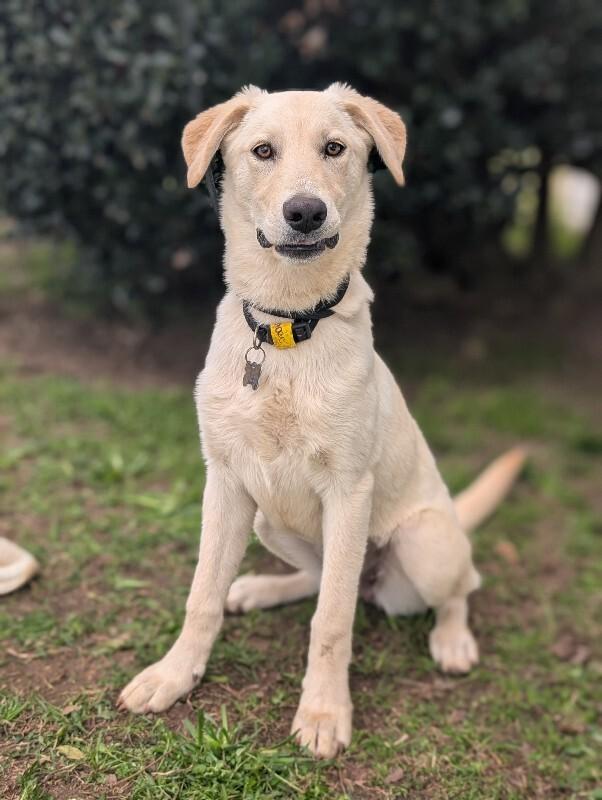 Enlarge Rumchata, a Adoptable mixed breed in Berkeley Heights, NJ image 3/6