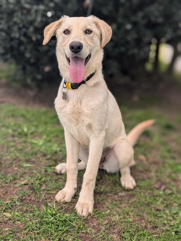 Enlarge Rumchata, a Adoptable mixed breed in Berkeley Heights, NJ image 4/6