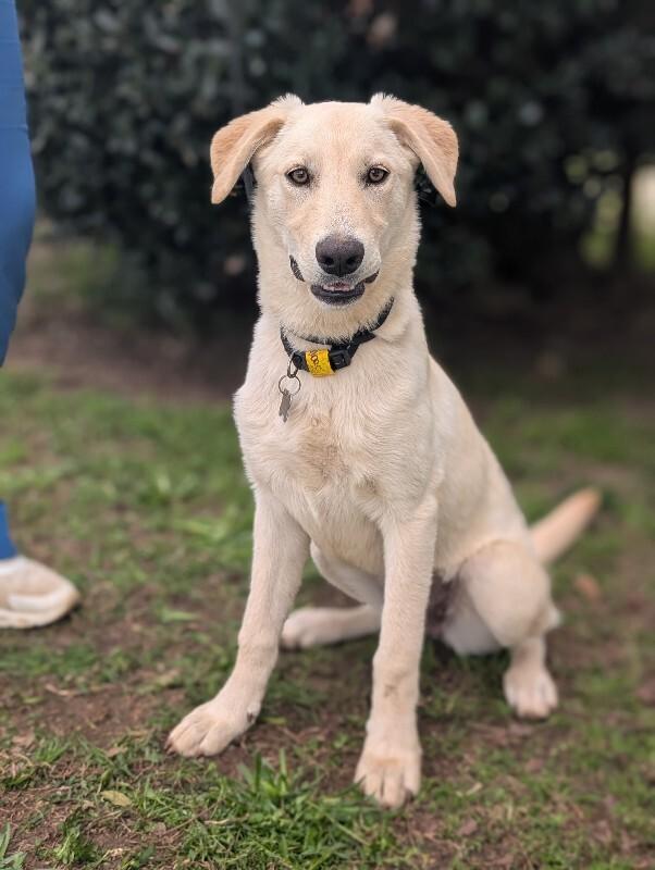Enlarge Rumchata, a Adoptable mixed breed in Berkeley Heights, NJ image 5/6
