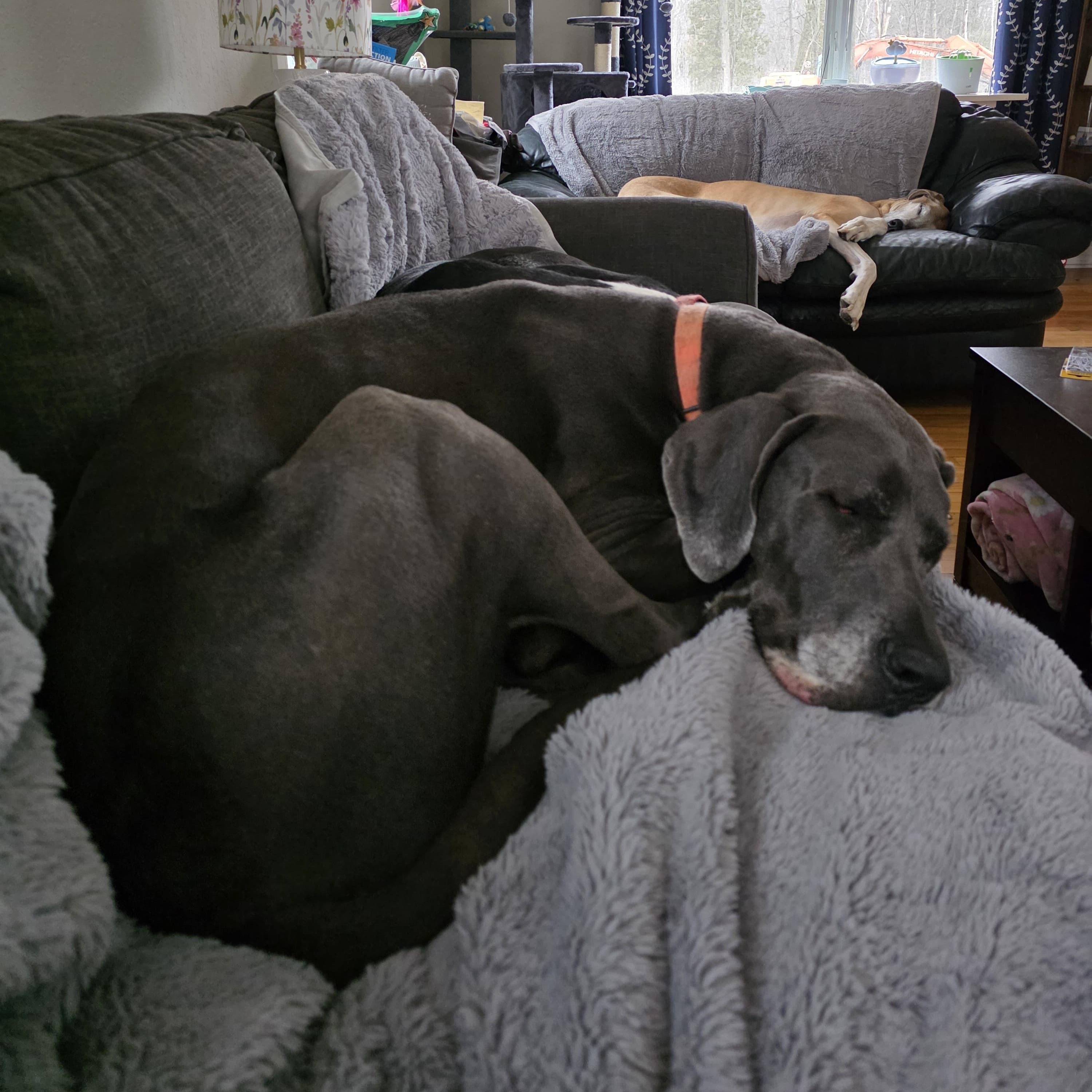 Enlarge Montana, an adopted Great Dane in Midland, MI image 4/5