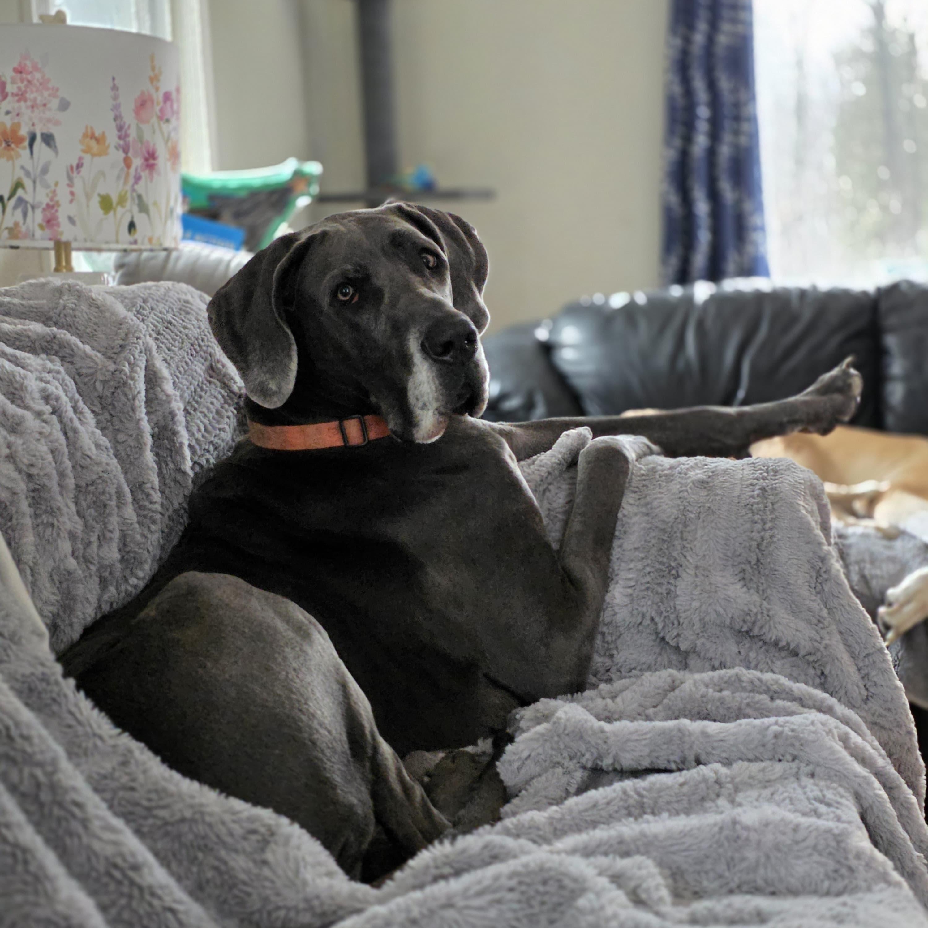 Enlarge Montana, an adopted Great Dane in Midland, MI image 3/5