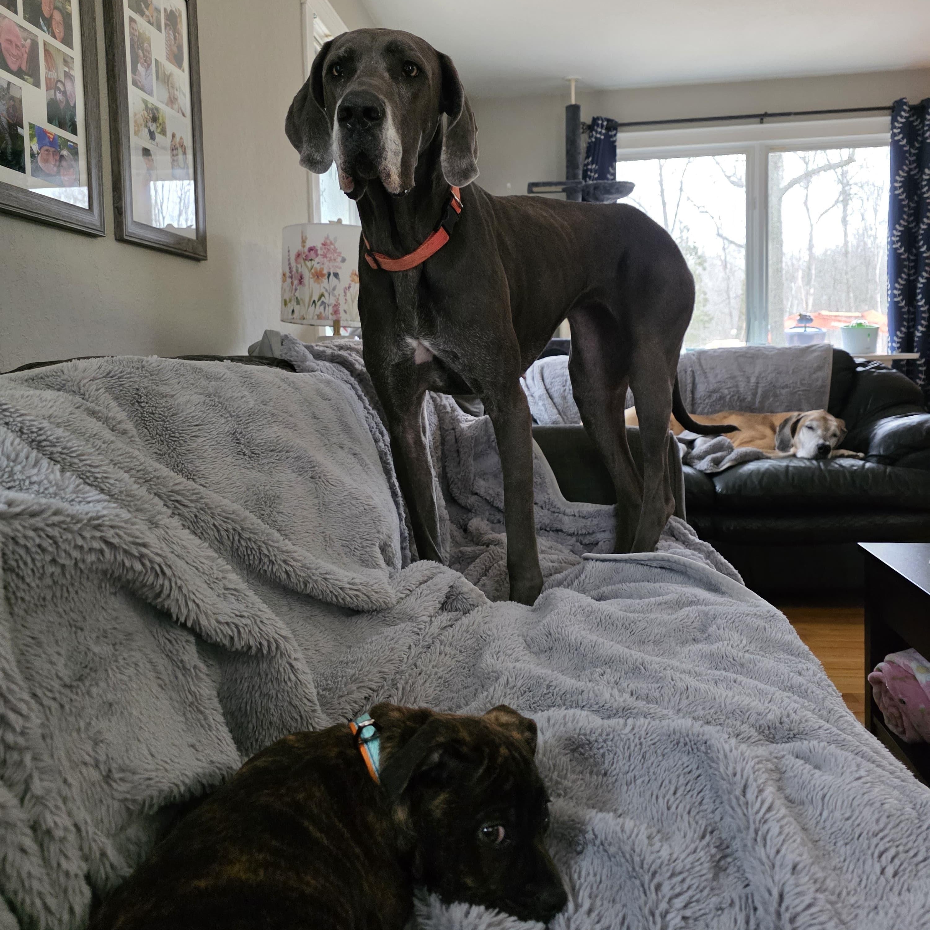 Enlarge Montana, an adopted Great Dane in Midland, MI image 5/5