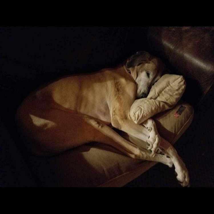 Montana (bonded with Ruby), a Adoptable Great Dane in Midland, MI image 4/5