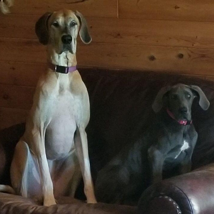 Montana (bonded with Ruby), a Adoptable Great Dane in Midland, MI image 2/5