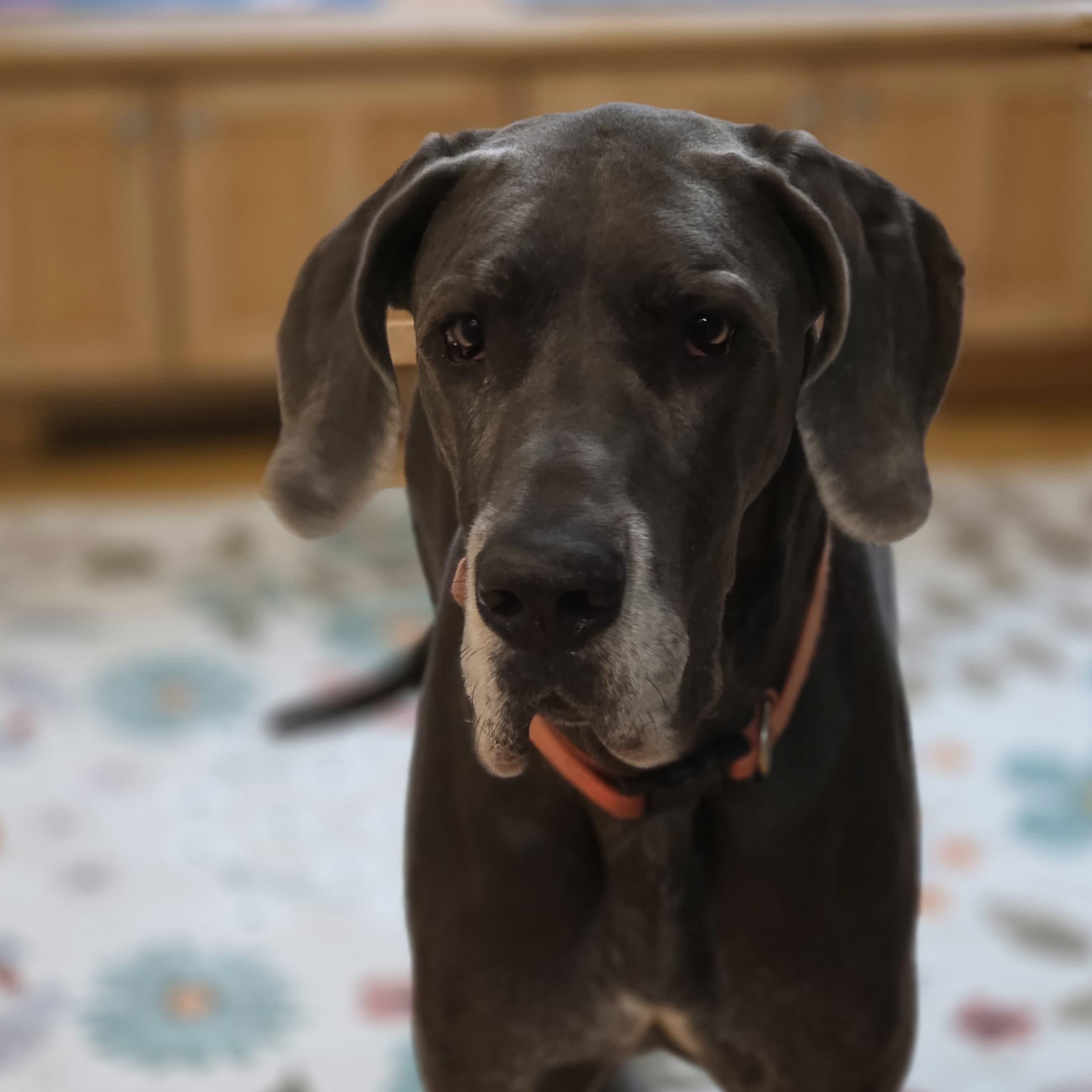 Enlarge Montana, an adopted Great Dane in Midland, MI image 1/5