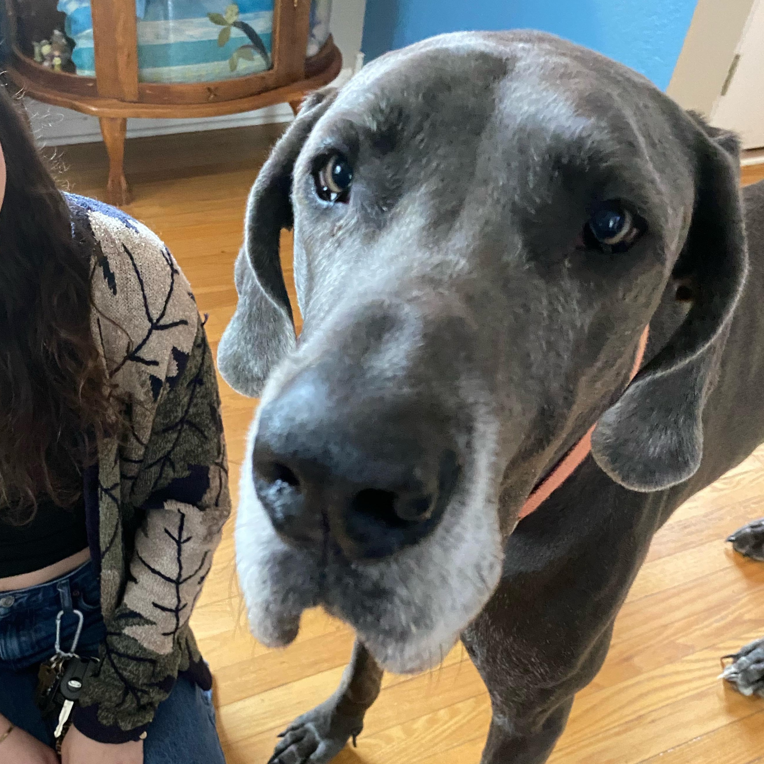 Enlarge Montana, an adopted Great Dane in Midland, MI image 2/5