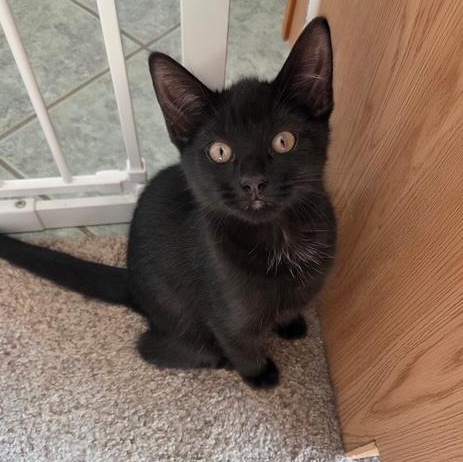 Enlarge Halloween Kittens, a ADOPTABLE Domestic Short Hair in Braintree, MA image 3/6